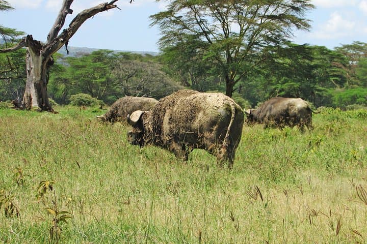 4-Day Kenya Safari: Lake Nakuru to Maasai Mara Wildlife Adventure photo 3