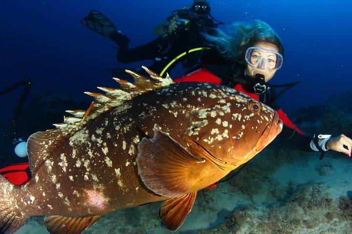 PADI Open Water Diver Course in Antalya: Learn to Scuba in 3–4 Days photo 4
