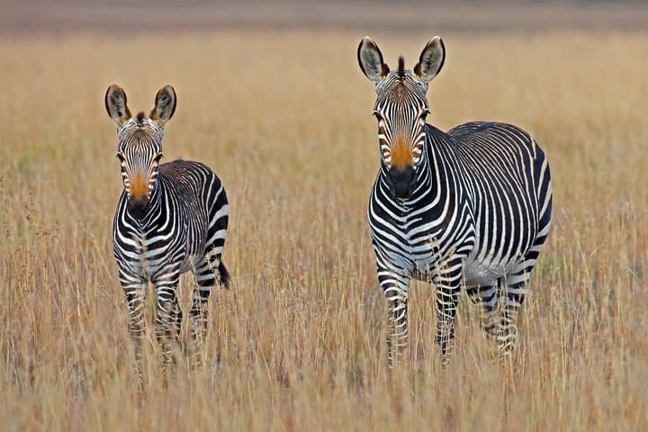 5-Day Amboseli & Tsavo Safari — Kilimanjaro Views, Big Four Wildlife, and Park-to-Park Game Drives photo 5