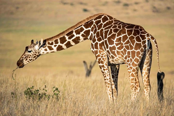 5-Day Amboseli & Tsavo Safari — Kilimanjaro Views, Big Four Wildlife, and Park-to-Park Game Drives photo 6