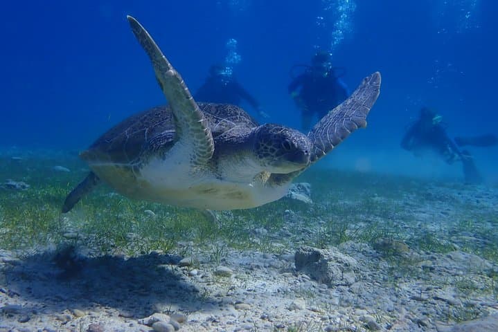 Blue Bay Intro Scuba in Pernera — Beginner PADI Discover Dive Near Protaras