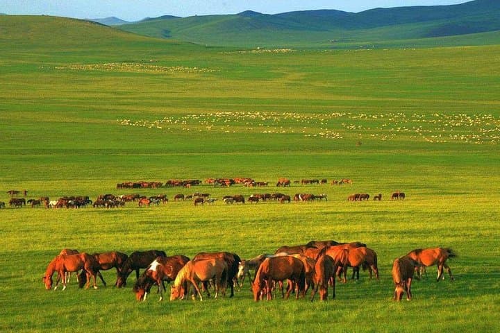 Hulun Buir Grasslands & Wetlands: 5-Day Private Tour from Hailar photo 4