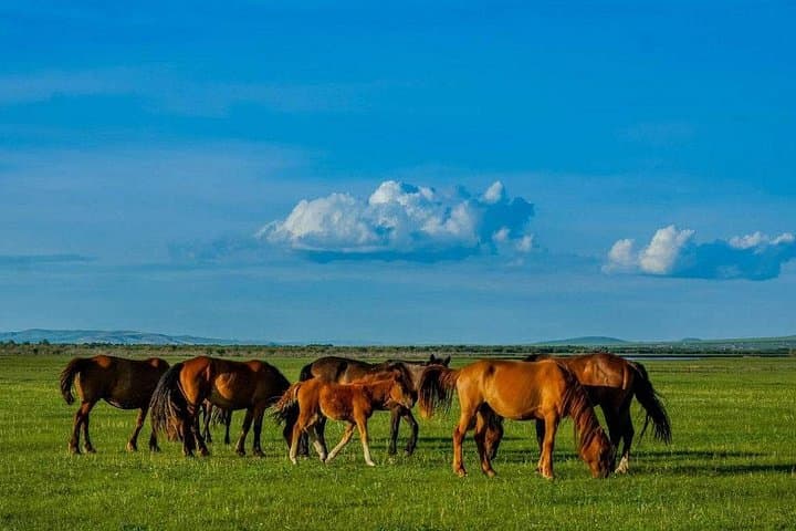 Hulun Buir Grasslands & Wetlands: 5-Day Private Tour from Hailar photo 6