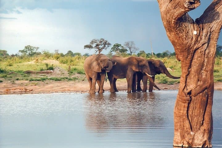 Full-Day Hwange National Park Safari from Victoria Falls photo 1
