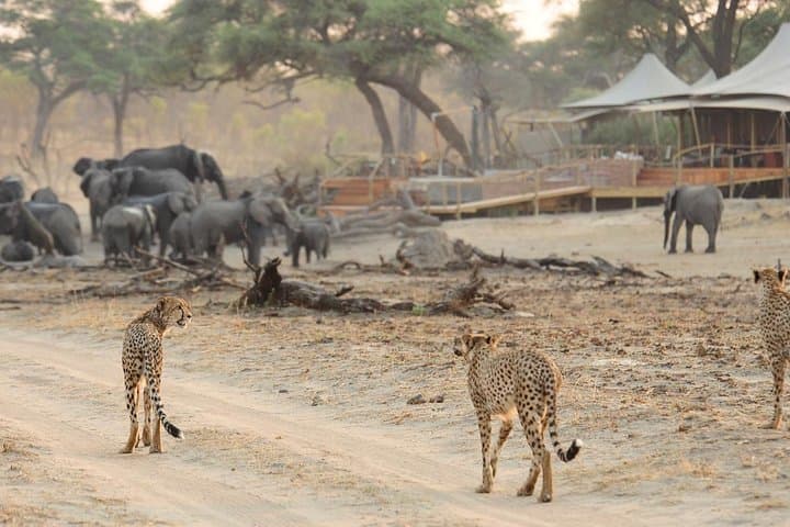 Full-Day Hwange National Park Safari from Victoria Falls photo 2