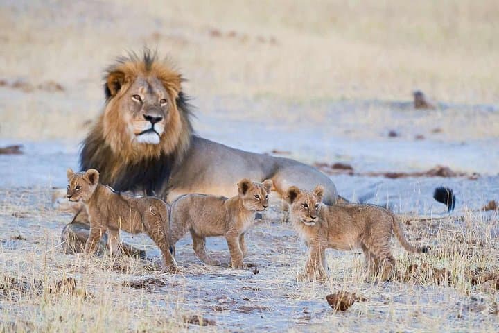 Full-Day Hwange National Park Safari from Victoria Falls photo 3
