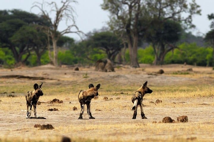 Full-Day Hwange National Park Safari from Victoria Falls photo 4