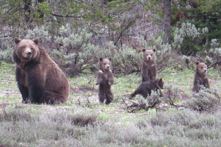 Explore Yellowstone National Park: Full-Day Lower Loop Adventure from Jackson