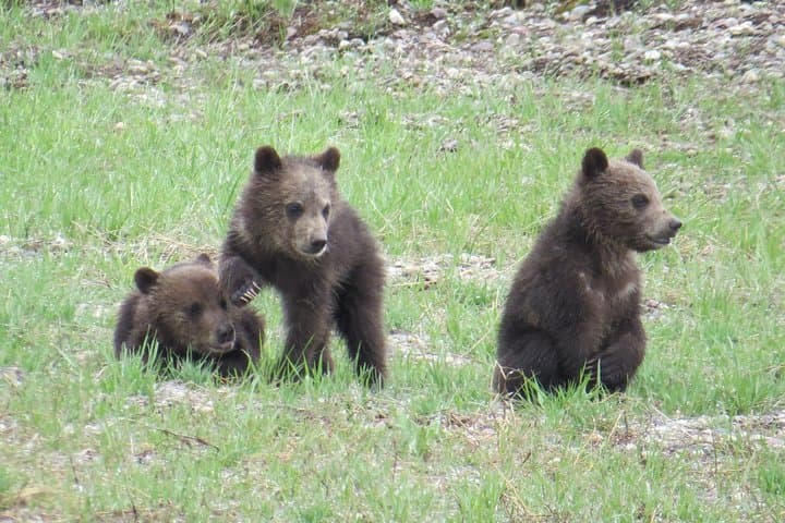 Explore Yellowstone National Park’s Lower Loop: Full-Day Guided Tour from West Yellowstone photo 3