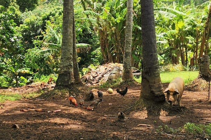 Lazy Sunday Rarotonga Bicycle Tour: Easy Coastal Ride with Local Lunch photo 3