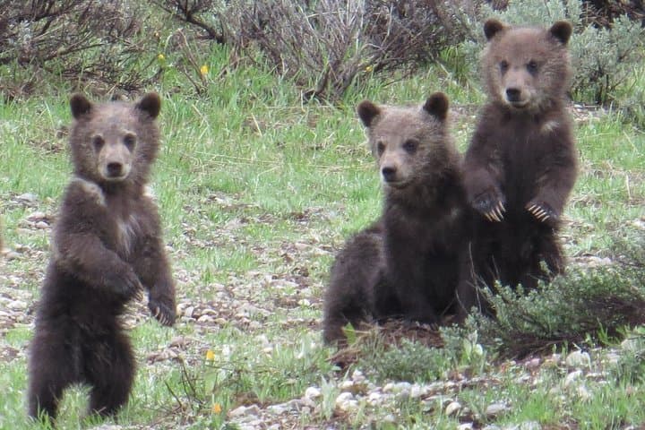 Grand Teton Private Full-Day Tour from Jackson Hole — Jenny Lake, Oxbow Bend & Mormon Row