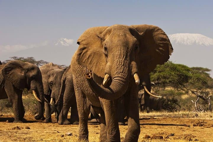 3-Day Masai Mara Safari in a Private 4x4 — Big Five & Wildebeest Migration