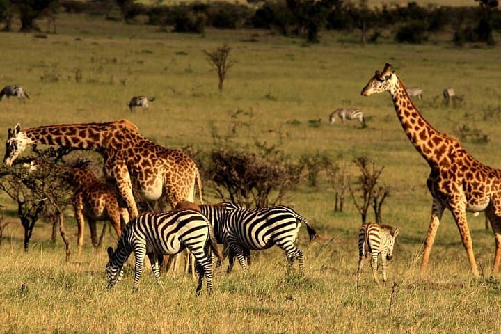3-Day Amboseli Safari: Kilimanjaro Views, Elephants & Private 4x4 Game Drives photo 5