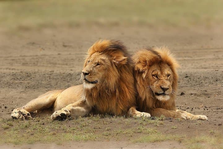 3-Day Amboseli Safari: Kilimanjaro Views, Elephants & Private 4x4 Game Drives photo 4