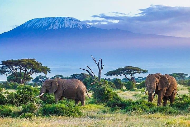 Ultimate 6-Day Kenyan Safari: Masai Mara, Lake Nakuru & Amboseli photo 3