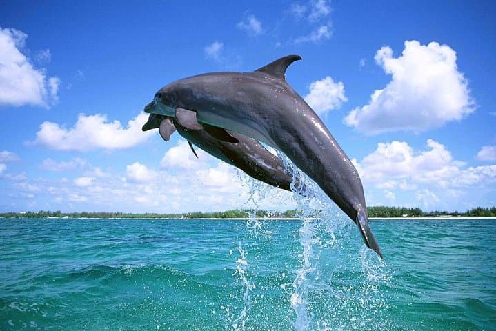 Hurghada Dolphin Trip: Snorkel With Dolphins and Explore Red Sea Reefs photo 5