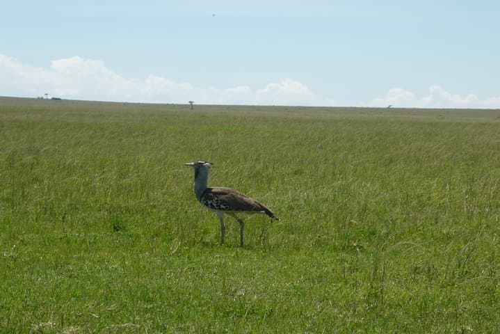 3-Day Sirimon Route Trek to Mount Kenya’s Point Lenana
