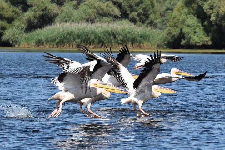 Explore the Danube Delta: 5-Day Private Tour from Bucharest photo 4