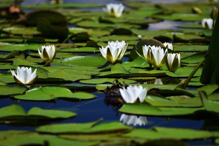 Explore the Danube Delta: 5-Day Private Tour from Bucharest photo 6