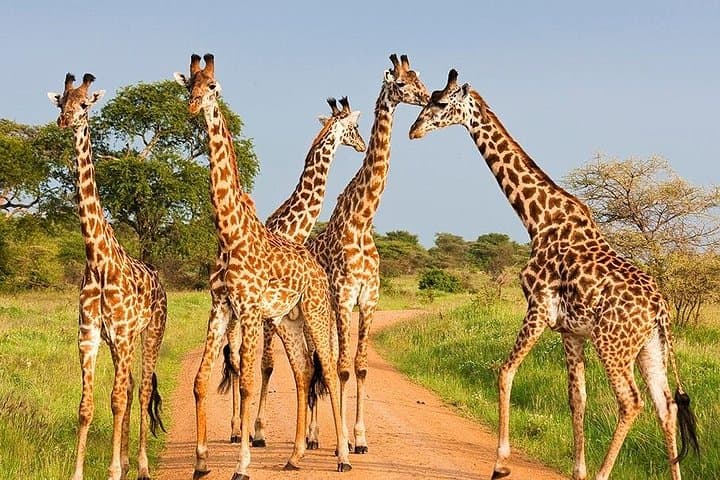 Ultimate 6-Day Kenyan Safari: Masai Mara, Lake Nakuru & Amboseli photo 1