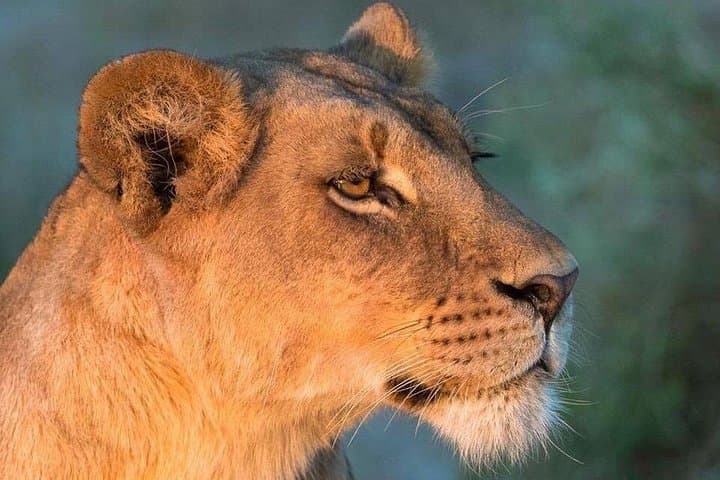 Ultimate 6-Day Kenyan Safari: Masai Mara, Lake Nakuru & Amboseli photo 4