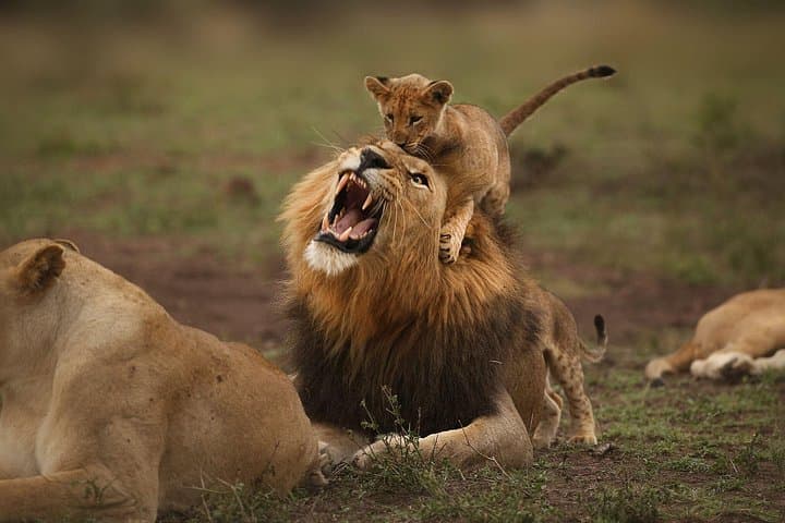 Ultimate 6-Day Kenyan Safari: Masai Mara, Lake Nakuru & Amboseli photo 2