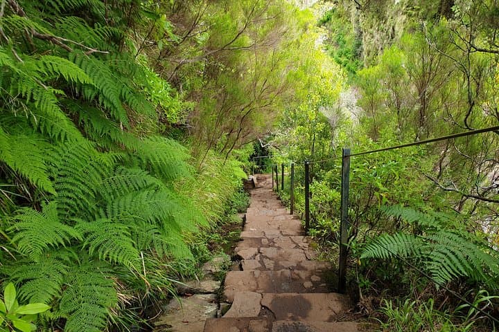 Rabacal 25 Fontes Levada Hike: Risco Waterfall & 25 Springs photo 5
