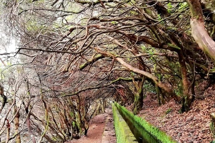 Rabacal 25 Fontes Levada Hike: Risco Waterfall & 25 Springs photo 6
