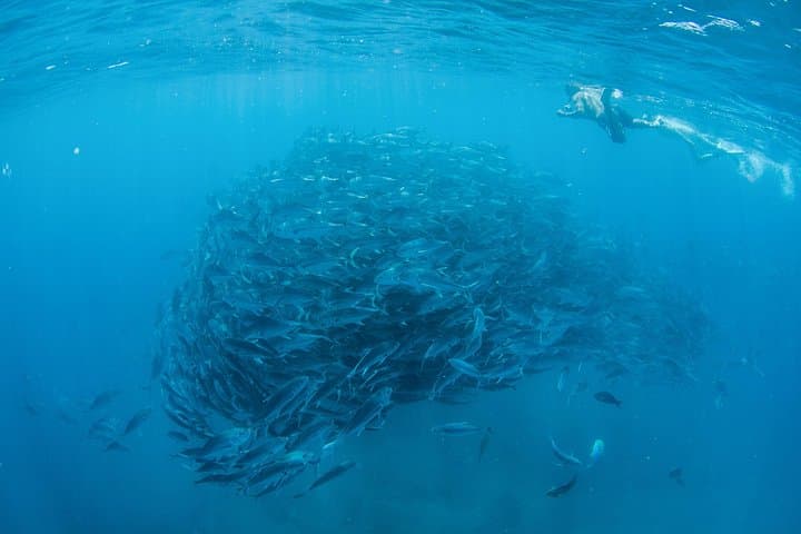 Snorkel Cabo Pulmo: Day Trip to Cousteau’s 'Natural Aquarium' from Cabo San Lucas photo 3