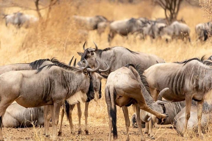 3-Day Amboseli Expedition: Lodge Safari with Private Pop-up Van and Kilimanjaro Views photo 2
