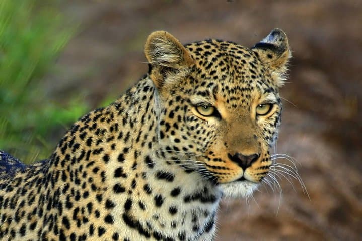 3-Day Amboseli Expedition: Lodge Safari with Private Pop-up Van and Kilimanjaro Views photo 3