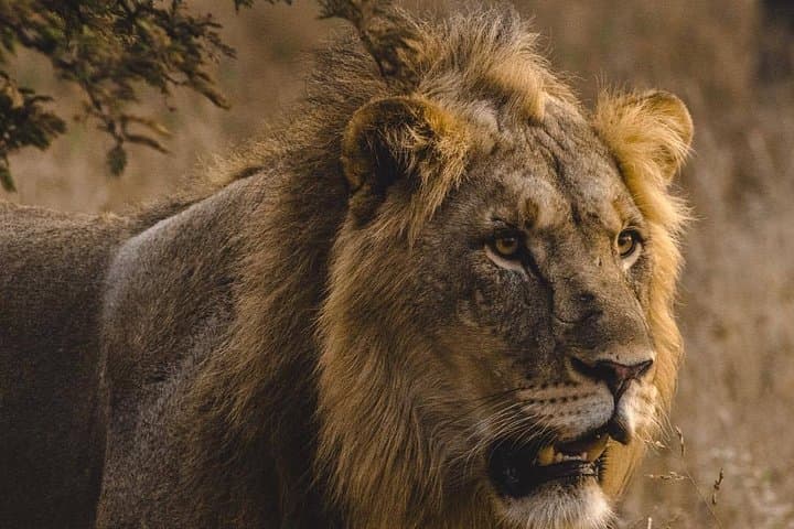 3-Day Amboseli Expedition: Lodge Safari with Private Pop-up Van and Kilimanjaro Views photo 4