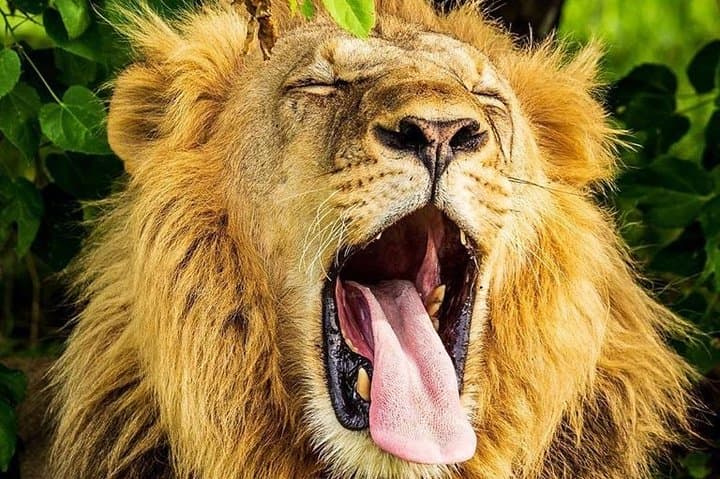 3-Day Amboseli Expedition: Lodge Safari with Private Pop-up Van and Kilimanjaro Views