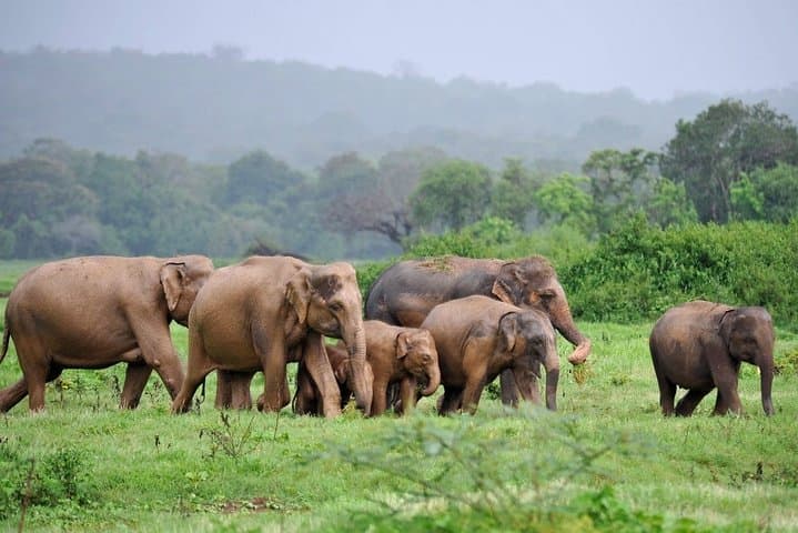 3-Day Amboseli Expedition: Lodge Safari with Private Pop-up Van and Kilimanjaro Views photo 6