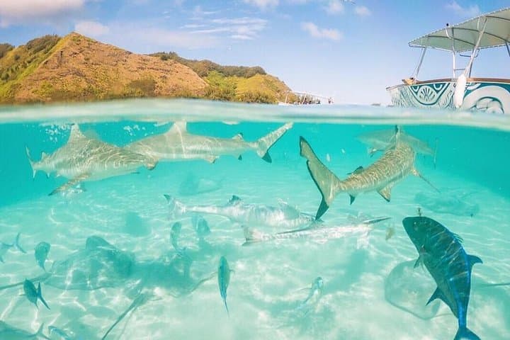 Moorea 3-Hour Private Lagoon Snorkel: Stingrays, Sharks & Coral Gardens photo 6