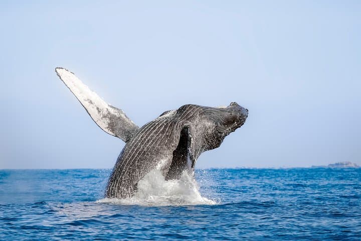 Luxury Catamaran Whale Watching in Cabo San Lucas: Hydrophone Cruises to See Humpbacks photo 4