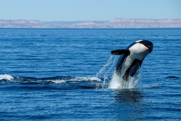 Luxury Catamaran Whale Watching in Cabo San Lucas: Hydrophone Cruises to See Humpbacks photo 5