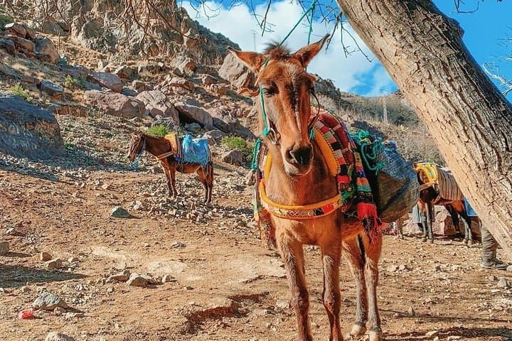 Atlas Mountains Day Trip: Camel Ride & Imlil Valley Trek from Marrakech photo 4