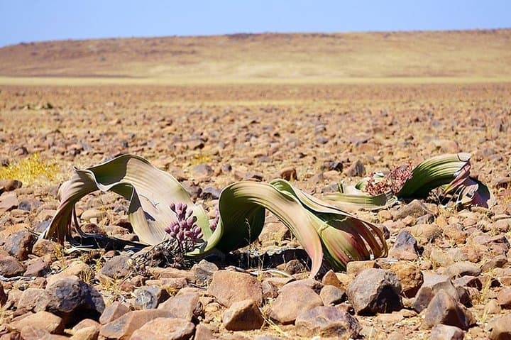 Moon Landscape & Welwitschia Private Tour from Swakopmund — Namib Desert Highlights
