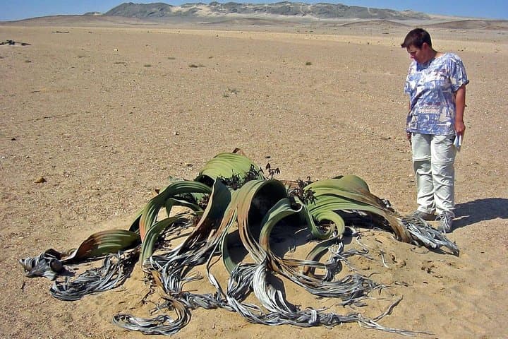 Moon Landscape & Welwitschia Private Tour from Swakopmund — Namib Desert Highlights photo 4