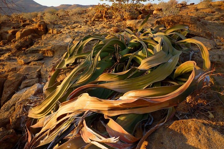 Moon Landscape & Welwitschia Private Tour from Swakopmund — Namib Desert Highlights photo 5