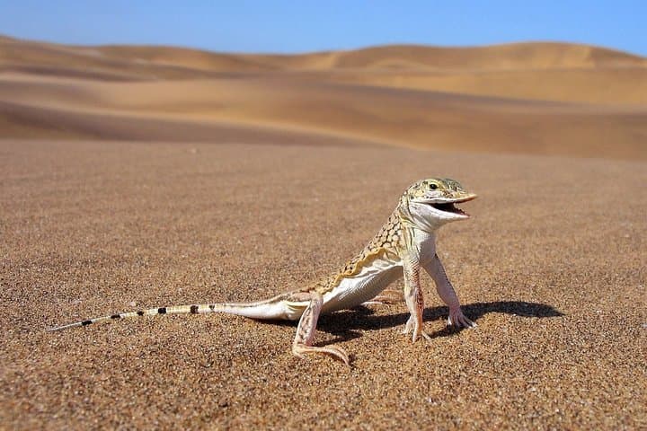 Private Namib Dunes Experience: Coastal Desert Walks from Swakopmund