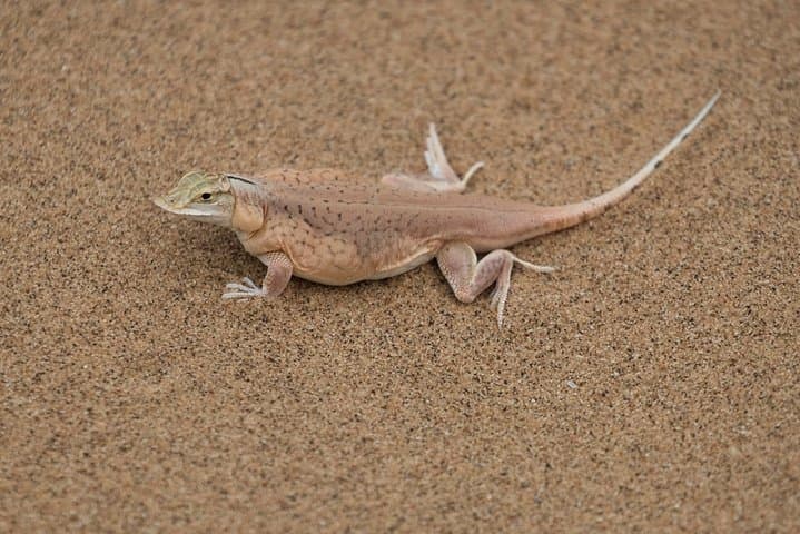 Private Namib Dunes Experience: Coastal Desert Walks from Swakopmund photo 2