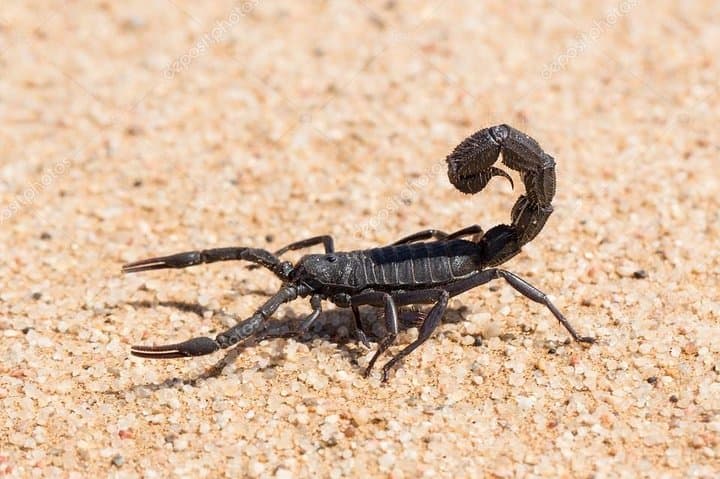 Private Namib Dunes Experience: Coastal Desert Walks from Swakopmund photo 3