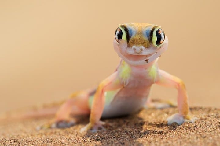 Private Namib Dunes Experience: Coastal Desert Walks from Swakopmund photo 4