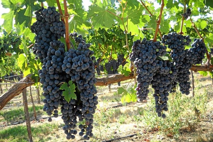 Private Sonoma Valley Wine Tour from San Francisco — 6-Hour Customizable Tasting photo 2
