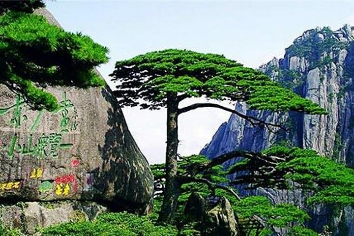 Huangshan (Yellow Mountain) & Tunxi Old Street: Private Day Tour Guide