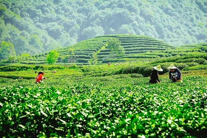 Huangshan & Hangzhou in 3 Days: Private Bullet Train Tour from Shanghai photo 4