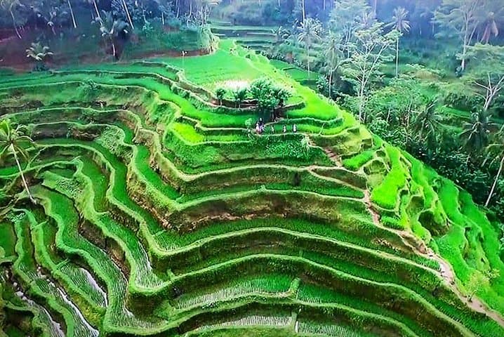 Bali 5-Day Private Tour: Temples, Rice Terraces & Beach Transfers photo 4