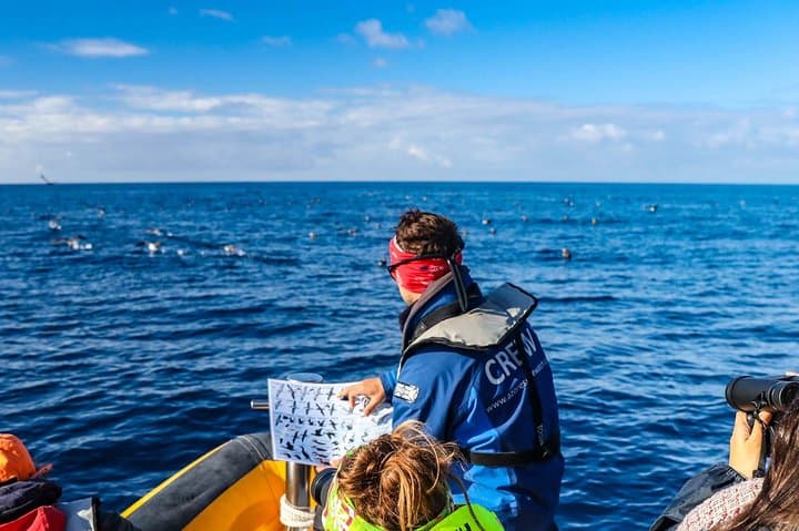 Azores Marine Birdwatching Expedition with Biologist Guide — São Miguel RIB Tour photo 3
